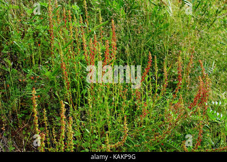 Eine Wildpflanze in einer Wiese: Rumex bucephalophorus, der Rote Dock oder Thorned dock, von der Familie Polygonaceae Stockfoto