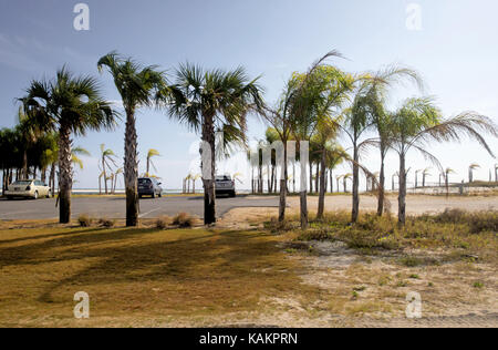 Eine Reihe von Palmen im Wind an einem Strand Parkplatz auf einem strahlend blauen Himmel. Stockfoto