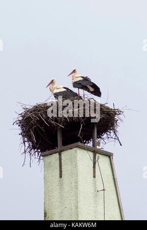 Paar Störchen auf einem Nest auf einem Schornstein Stockfoto