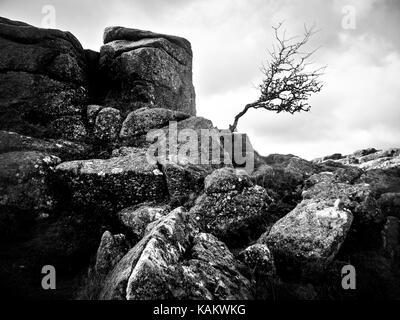 Eine isolierte Baum oben auf einem der vielen Aufgabenbereiche im Nationalpark Dartmoor, Devon, England Stockfoto