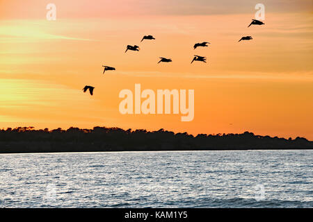 Pelikane fliegen über das Monterey Bay, CA Stockfoto