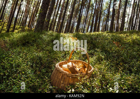 Große Pilze nur im Wald liegen in einem Weidenkorb gesammelt auf grünem Gras im Wald. Stockfoto