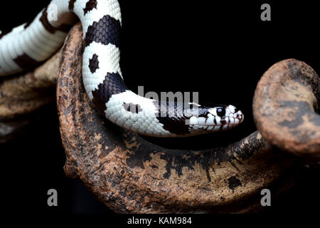 Kalifornische Kingsnake (Lampropeltis getula californiae) auf eine Zweigniederlassung, die in einem Studio mit einem schwarzen Hintergrund. Stockfoto