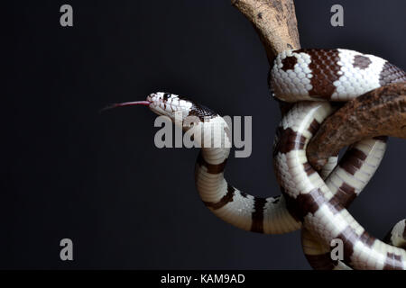 Kalifornische Kingsnake (Lampropeltis getula californiae) auf eine Zweigniederlassung, die in einem Studio mit einem schwarzen Hintergrund. Stockfoto