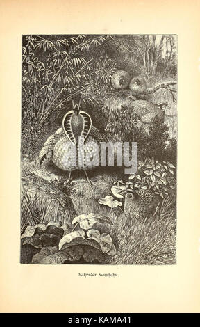 „Vom Nordpol zum Aequator“ ist ein deutschsprachiges Werk, das „vom Nordpol zum Äquator“ bedeutet. Der Text umfasst wahrscheinlich Explorationen oder wissenschaftliche Studien im Zusammenhang mit polaren und äquatorialen Regionen. Stockfoto