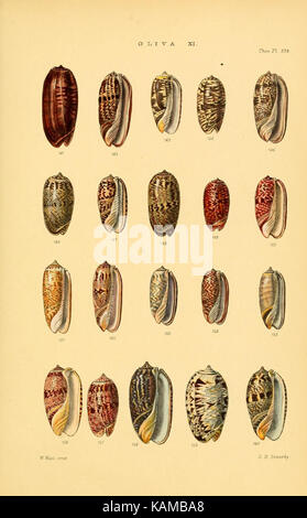 Thesaurus conchyliorum, oder Monographien der Gattungen der Tanks (8294823868) Stockfoto