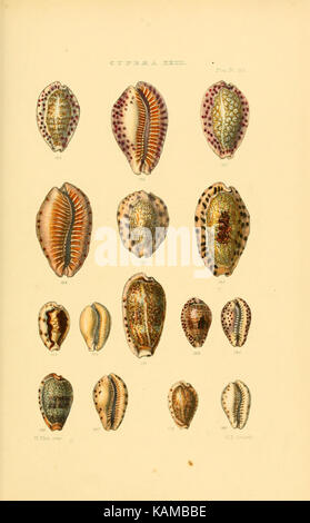 Thesaurus conchyliorum, oder Monographien der Gattungen der Tanks (8293752963) Stockfoto