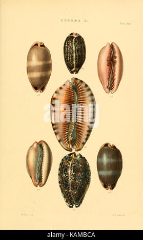 Thesaurus conchyliorum, oder Monographien der Gattungen der Tanks (8294800244) Stockfoto