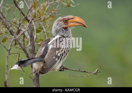 Southern Yellow Billed Hornbill thront auf einem Zweig - Pilanesberg, Südafrika Stockfoto