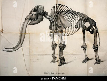 Das mastodon giganteus von Nordamerika (Platte XXVII) (8134871982) Stockfoto