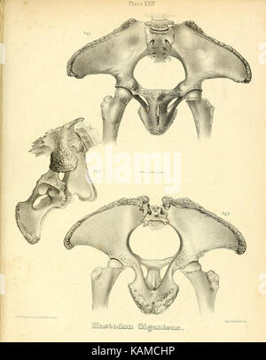 Das mastodon giganteus von Nordamerika (Platte XXIV) (8134843273) Stockfoto