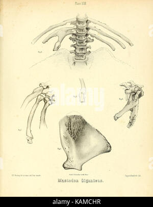 Das mastodon giganteus von Nordamerika (Platte XXIII) (8134842835) Stockfoto