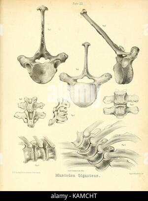 Das mastodon giganteus von Nordamerika (Platte XXII) (8134842427) Stockfoto