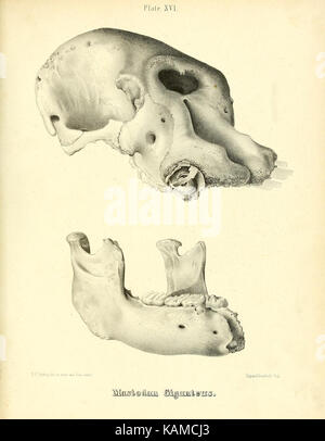 Platte XVI zeigt den Mastodon giganteus, ein ausgestorbenes Säugetier aus Nordamerika. Diese Abbildung zeigt die physikalischen Eigenschaften dieser prähistorischen Art, die einst in der Region gefunden wurde. Stockfoto
