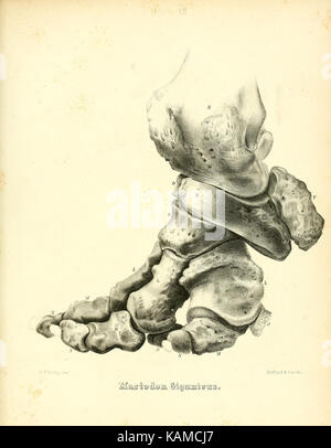 Das mastodon giganteus von Nordamerika (Platte XII) (8134838065) Stockfoto