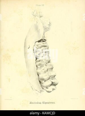 Das mastodon giganteus von Nordamerika (Platte VII) (8134836007) Stockfoto