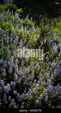 Close-up viele wilde Lupinen auf eine Almwiese im Juni und Juli. (Genommen, South chilcotin Mountain Park/spruce Lake, BC, Kanada) Stockfoto