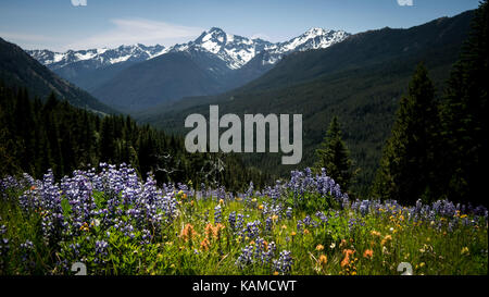 Ansicht aus einem Alpine Meadows (voller Lupinen und Indian Paintbrush), schneebedeckte Berge im Rücken (Fichte See geschützten Bereich, BC, Kanada). Stockfoto