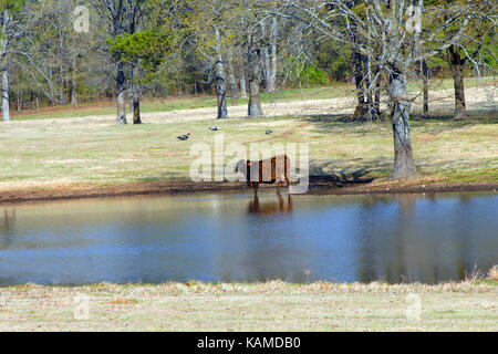 Einzelne Kuh steht im Knöchel tiefe Wasser auf Ranch im Süden von Arkansas. Drei Enten füttern im Feld hinter der Kuh. Stockfoto