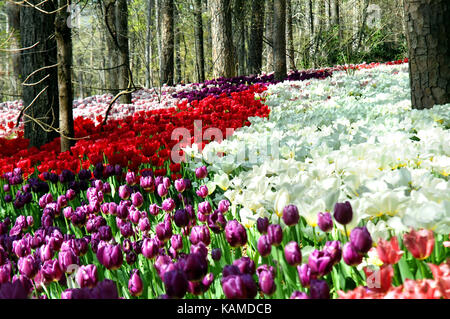 Tulpen blühen im Proliferation in der Landschaft von garvins Woodland Garden in Hot Springs, Arkasnas. Reihen von Rot, Violett, Lila und Stockfoto