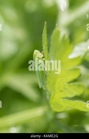 Gyponana ist eine Gattung von Blatthoppern aus der Familie der Cicadellidae Stockfoto