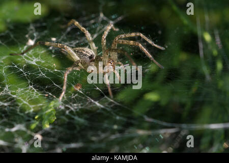 Trichter Weaver Spider Stockfoto