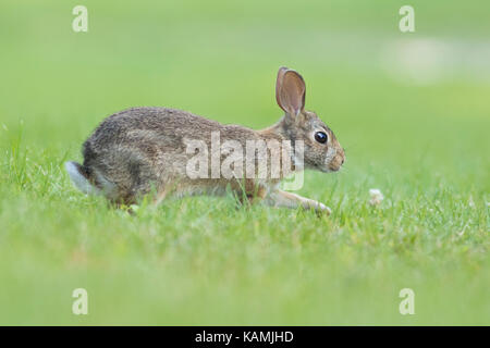 Lustige cottontail Bunny Stockfoto