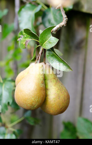 Birnen wachsen auf einen Birnbaum in einem Garten Stockfoto