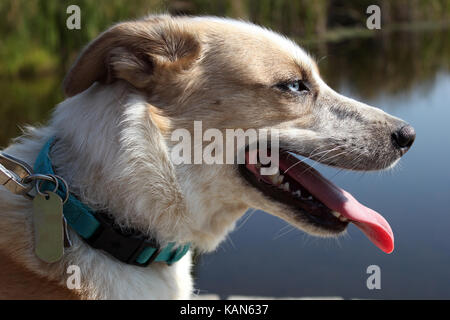 Husky Australian Shepherd mix Profil Stockfoto