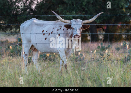 Longhorn hinter Stacheldraht zaun Stockfoto