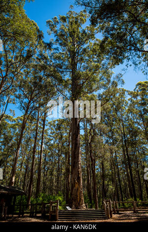 Diamantbaum in der Nähe von Pemberton und Manjimup in Western Australia. In der Vergangenheit verwendet als Feuer Aussichtsturm Stockfoto