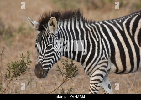 Burchell's Zebra auf den Ebenen im Krüger Nationalpark, Südafrika. Stockfoto