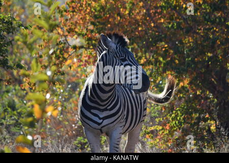Burchell's Zebra auf den Ebenen im Krüger Nationalpark, Südafrika. Stockfoto