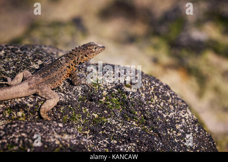 Lava Eidechse auf einem Felsen auf den Galapagos Inseln in Ecuador Stockfoto