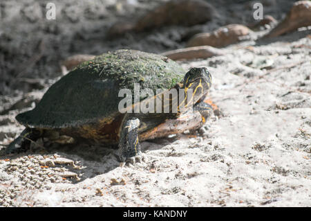 Ein junger Roter slider Turtle ruht auf Sand. Stockfoto