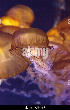 Pacific sea Nettle namens Chrysaora fuscenscens ist bis weit südlich von Baja California und als weit nördlich als British Columbia gesehen. Stockfoto