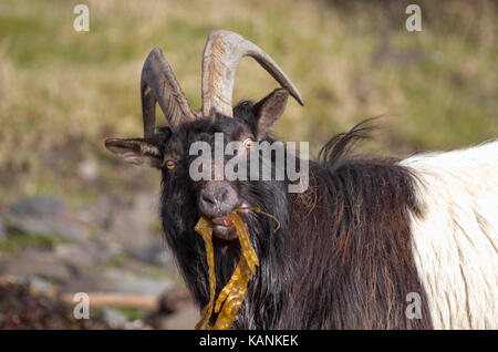 Schwarze und weiße wilde Ziegen mit Hörnern Algen essen an der Carsaig Bay auf der Isle of Mull, Argyll, Schottland, Großbritannien Stockfoto