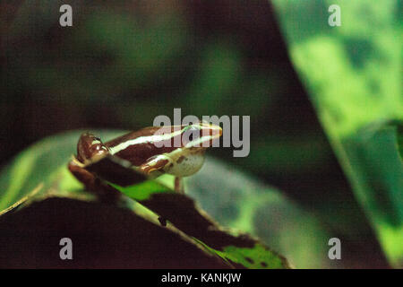 Tricolor poison Dart frog Epipedobates tricolor, auch die Phantasmatische Pfeilgiftfrosch genannt, ist endemisch in Ecuador. Stockfoto