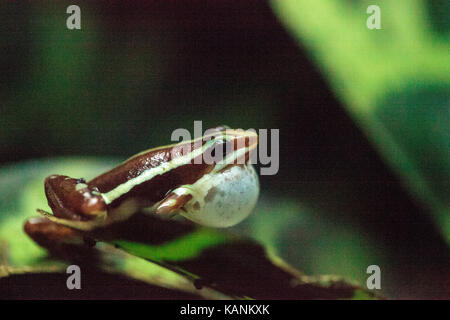 Tricolor poison Dart frog Epipedobates tricolor, auch die Phantasmatische Pfeilgiftfrosch genannt, ist endemisch in Ecuador. Stockfoto