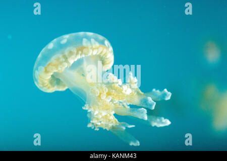 Goldene Gelee, Phyllorhiza Trommler ist auch bekannt als die schwimmende Glocke und die weiß gefleckten Quallen Stockfoto
