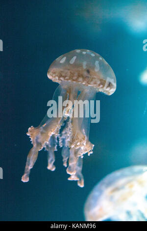 Goldene Gelee, Phyllorhiza Trommler ist auch bekannt als die schwimmende Glocke und die weiß gefleckten Quallen Stockfoto