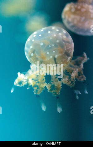 Goldene Gelee, Phyllorhiza Trommler ist auch bekannt als die schwimmende Glocke und die weiß gefleckten Quallen Stockfoto