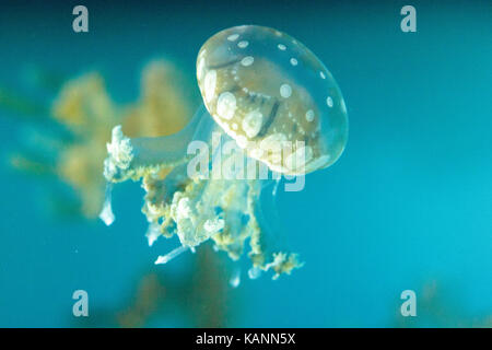 Goldene Gelee, Phyllorhiza Trommler ist auch bekannt als die schwimmende Glocke und die weiß gefleckten Quallen Stockfoto
