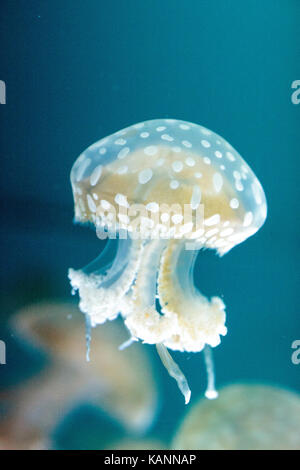 Goldene Gelee, Phyllorhiza Trommler ist auch bekannt als die schwimmende Glocke und die weiß gefleckten Quallen Stockfoto