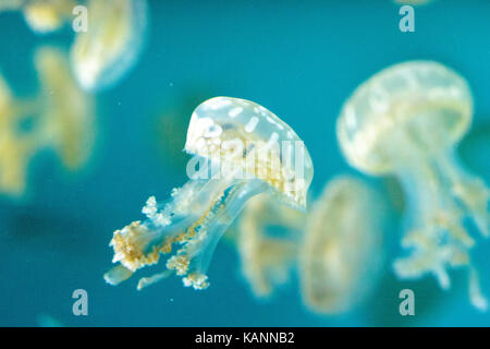 Goldene Gelee, Phyllorhiza Trommler ist auch bekannt als die schwimmende Glocke und die weiß gefleckten Quallen Stockfoto