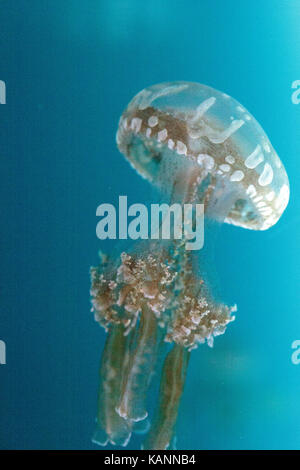 Goldene Gelee, Phyllorhiza Trommler ist auch bekannt als die schwimmende Glocke und die weiß gefleckten Quallen Stockfoto