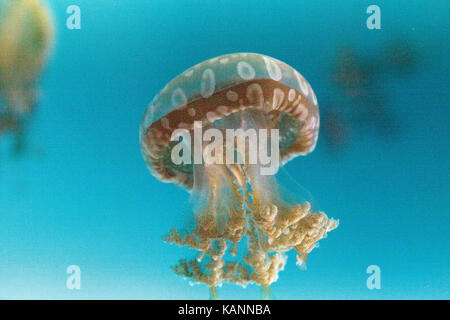 Goldene Gelee, Phyllorhiza Trommler ist auch bekannt als die schwimmende Glocke und die weiß gefleckten Quallen Stockfoto