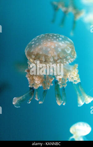 Goldene Gelee, Phyllorhiza Trommler ist auch bekannt als die schwimmende Glocke und die weiß gefleckten Quallen Stockfoto