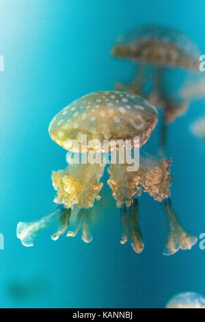 Goldene Gelee, Phyllorhiza Trommler ist auch bekannt als die schwimmende Glocke und die weiß gefleckten Quallen Stockfoto