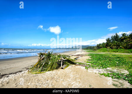 Tierheim aus Palmwedeln am Wonga Beach, Far North Queensland, FNQ, QLD, Australien Stockfoto